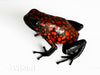 Oophaga sylvatica "Diablo" calling male #05