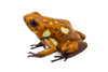 Oophaga sylvatica "Caramelo" proven pair #01