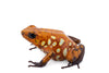 Oophaga sylvatica "Caramelo" exceptional proven pair #01