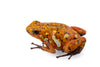 Oophaga sylvatica "Caramelo" proven pair #02