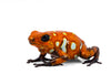 Oophaga sylvatica "Caramelo" exceptional proven pair #02