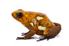 Oophaga sylvatica "Caramelo" proven pair #03