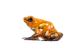 Oophaga sylvatica "Caramelo" proven pair #04