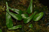 Microgramma aff. reptans - Peru