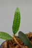 Microgramma sp. - White Sand