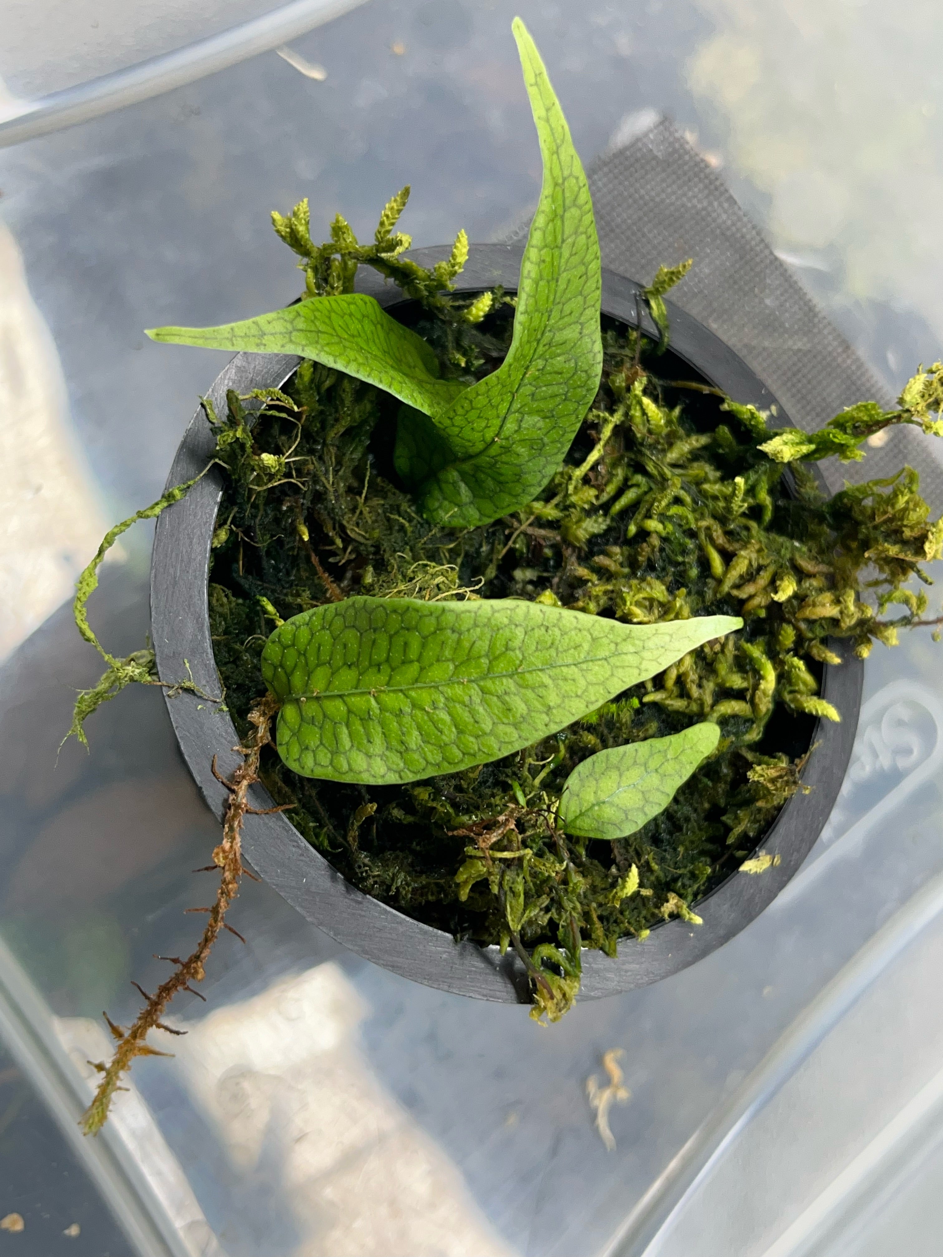 Microgramma aff. lycopodoides - North Peru - Thin Rhizome – INDOOR