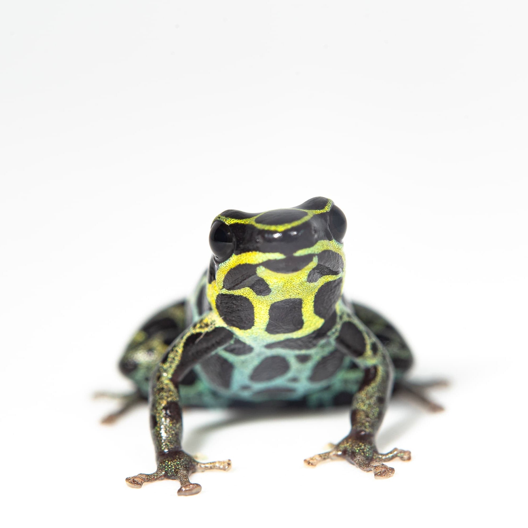 rana Ranitomeya imitator 