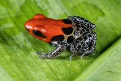 Ranitomeya reticulata “Oroza