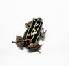 Ranitomeya variabilis 'Suka'