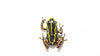 Ranitomeya variabilis 'Suka'