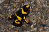 Oophaga histrionica "Pacasi" WYSIWYG #1 -unsexed