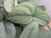 Scindapsus pictus - Platinum
