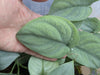 Scindapsus pictus - Platinum
