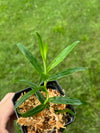 Pandanus sp. Iquitos