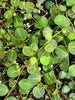 Peperomia aff. jamesoniana - Pachitea