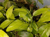Philodendron - Lance Leaf