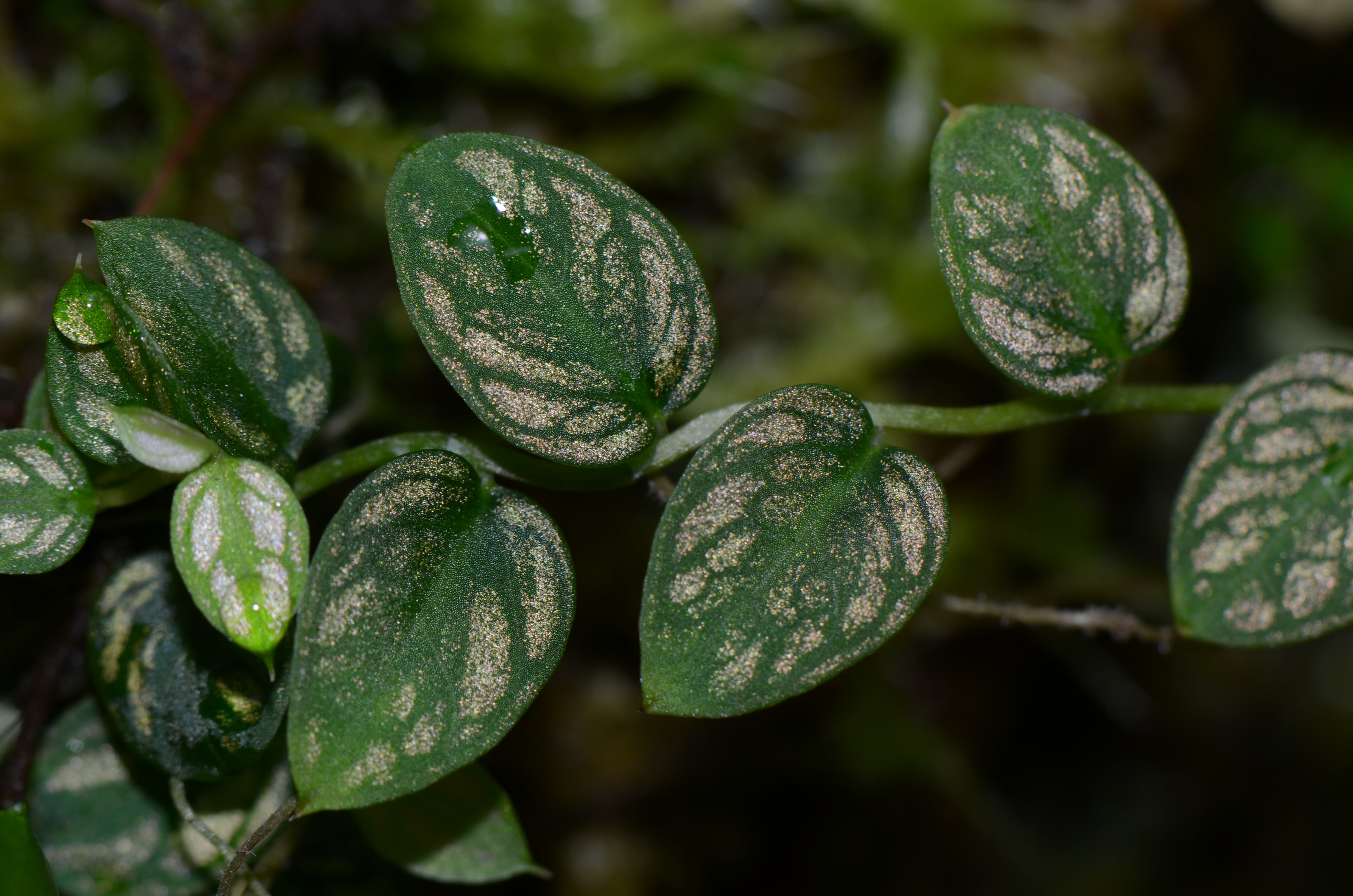 philodendron gold Philodendron sp