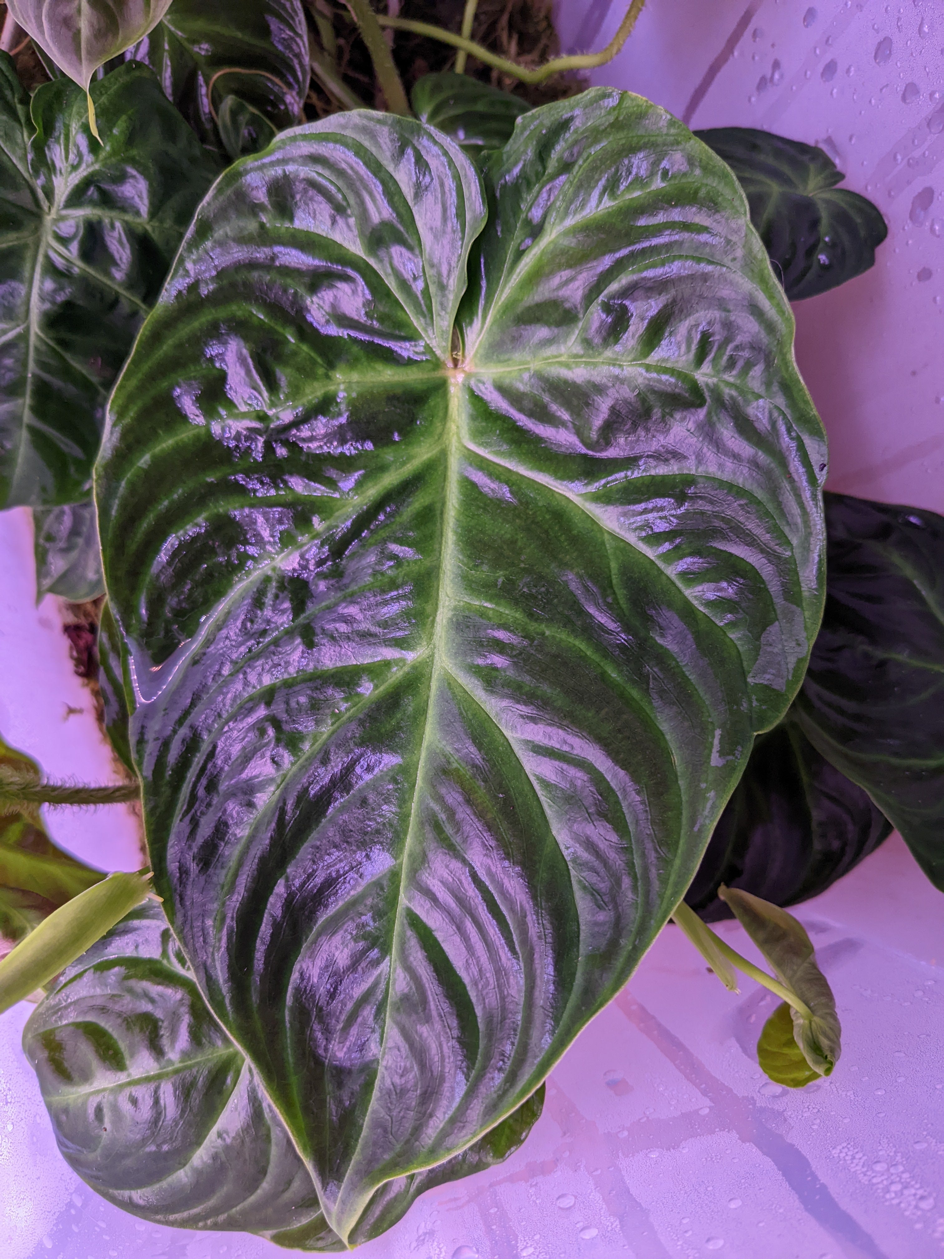 Philodendron verrucosum – INDOOR ECOSYSTEMS