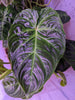 Philodendron verrucosum