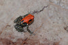Ranitomeya reticulata “Oroza"