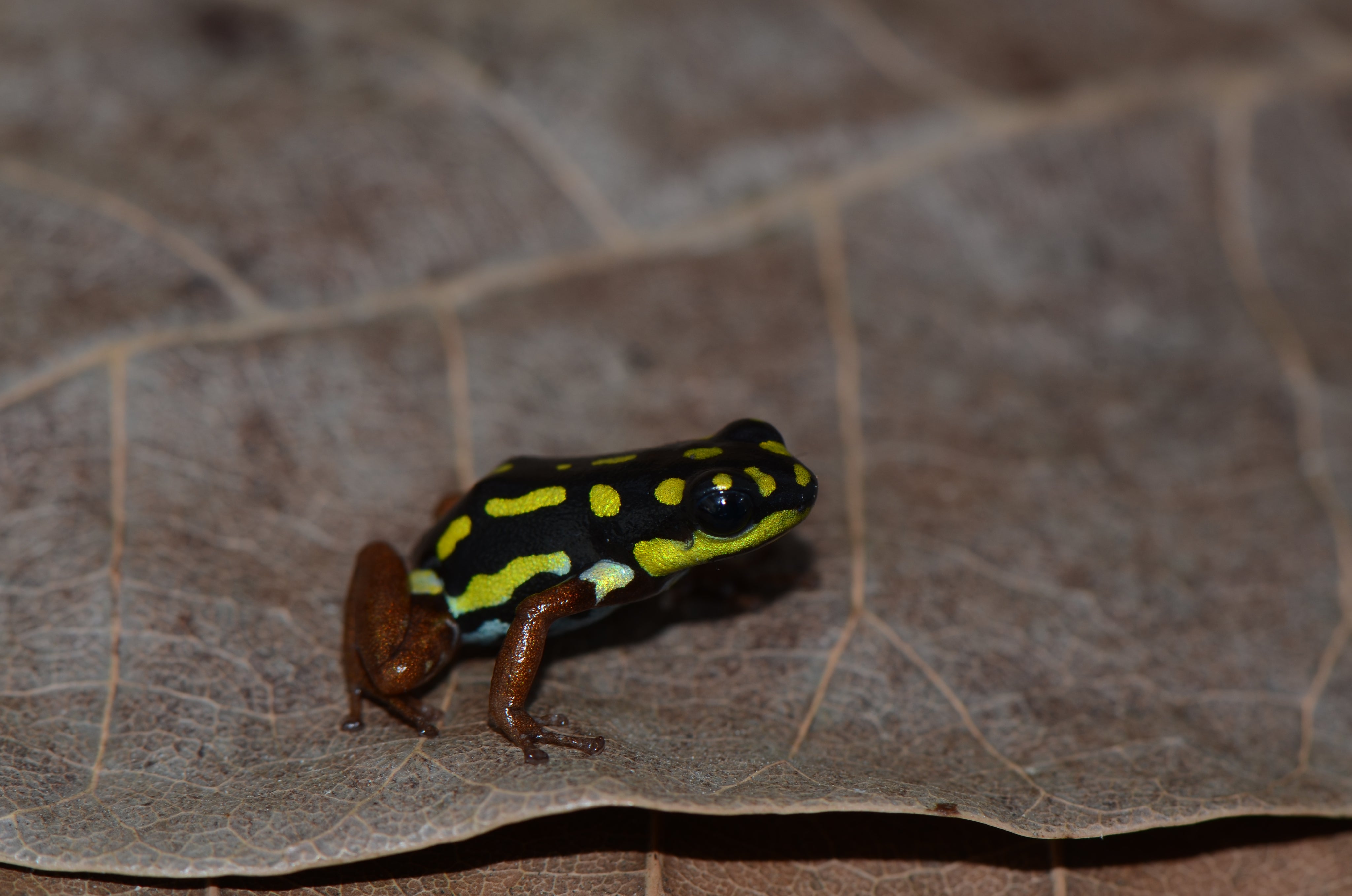 Ranitomeya flavovittata “Gold Leg” – INDOOR ECOSYSTEMS