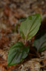 Rhodospatha sp. Pink Ecuador