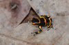 Ranitomeya imitator “Banded”