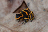 Ranitomeya imitator “Banded”