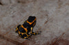 Ranitomeya imitator “Banded”