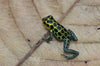 Ranitomeya imitator “Green/Nominal”