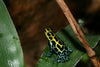 Ranitomeya variabilis “Southern”