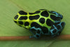 Ranitomeya variabilis “Southern”
