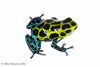 Ranitomeya variabilis “Southern”