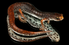 Four-toed Salamander (Hemidactylium scutatum)