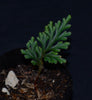 Selaginella aff. erythropus - "Peru"