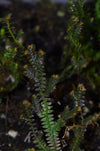 Selaginella sp. - Tarapoto Dark