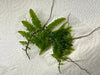 Teratophyllum rotundifoliatum