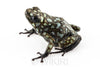 Oophaga sylvatica "Situwa" proven female #02
