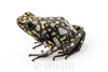Oophaga sylvatica "Situwa" calling male #02