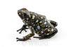 Oophaga sylvatica "Situwa" calling male #01