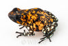 Oophaga sylvatica "Pata Blanca" exceptional proven female #01