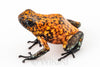 Oophaga sylvatica "Pata Blanca" proven female #01
