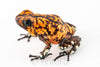 Oophaga sylvatica "Pata Blanca" proven female #02
