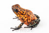 Oophaga sylvatica "Pata Blanca" proven female #03