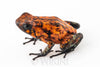 Oophaga sylvatica "Pata Blanca" proven female #04