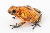 Oophaga sylvatica "Pata Blanca" calling male #03