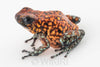 Oophaga sylvatica "Pata Blanca" calling male #07