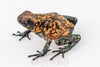 Oophaga sylvatica "Pata Blanca" proven female #05