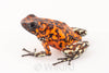 Oophaga sylvatica "Pata Blanca" exceptional calling male #01