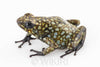 Oophaga sylvatica "Situwa" unsexed #04